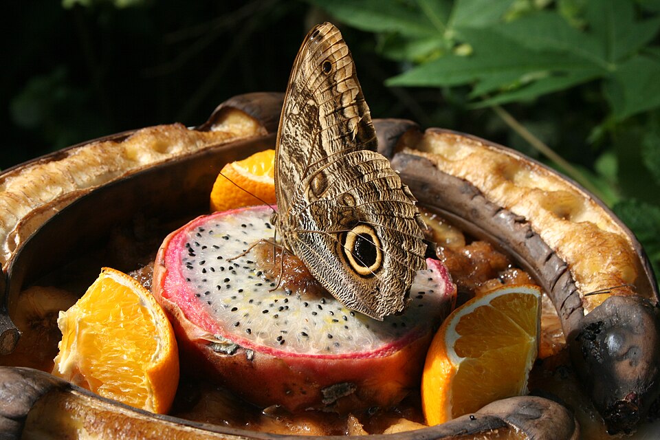 BUAH NAGA