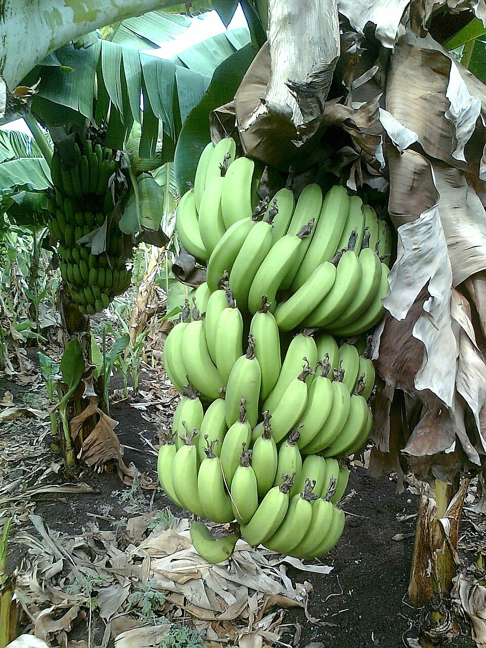 PISANG RAJA BULU SISIR