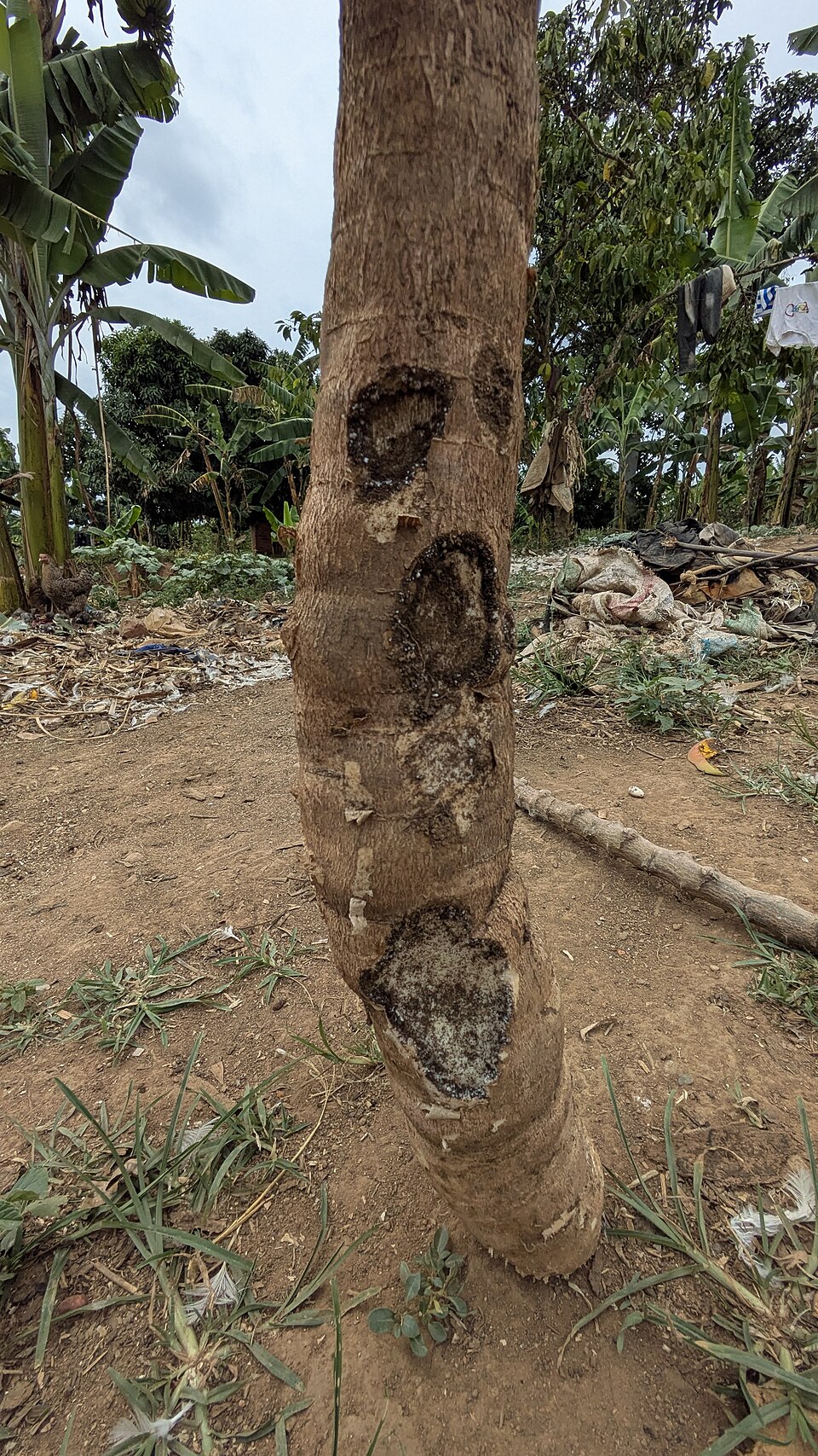 SINGKONG