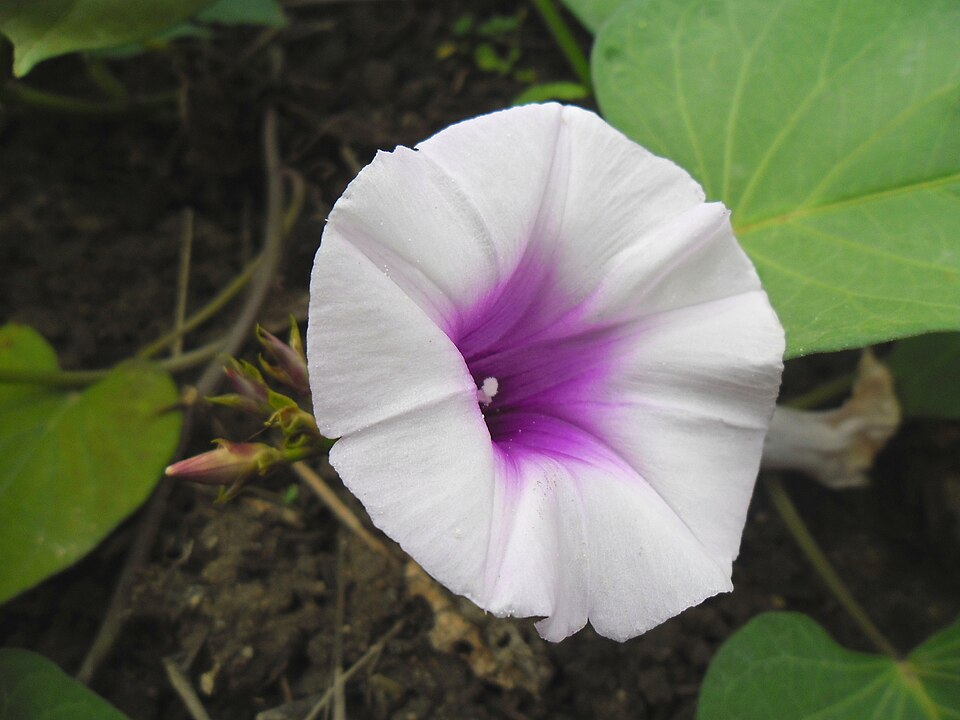 UBI CILEMBU